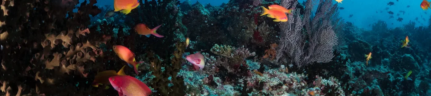 エステライナー